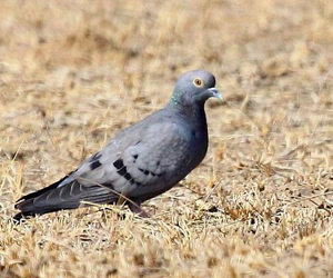 Тагтаа  (Хүрэвтэр тагтаа)